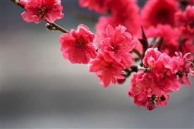 &quot;Local Flower Delivery Raleigh Nc